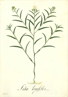 Ilustración botánica de Escoba