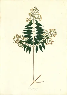 Ilustración botánica de Marupa