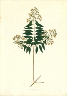 Ilustración botánica de Aceituno