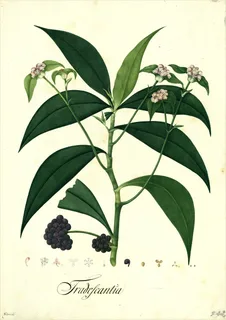 Ilustración botánica de Smilax domingensis