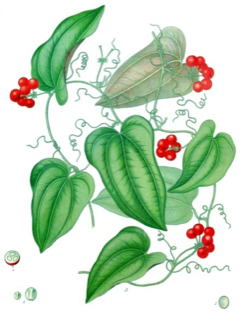 Ilustración de Zarzaparrilla