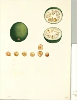 Ilustración botánica de Solanum muricatum
