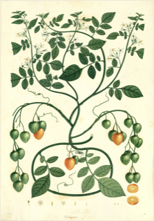 Ilustración botánica de Solanum nitidum