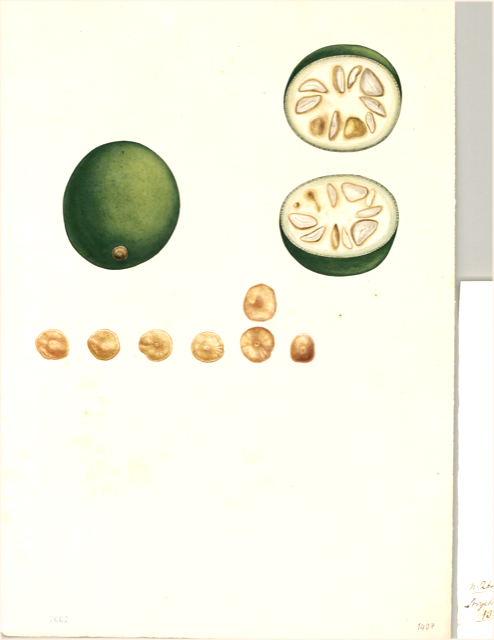 Ilustración botánica de Solanum paniculatum