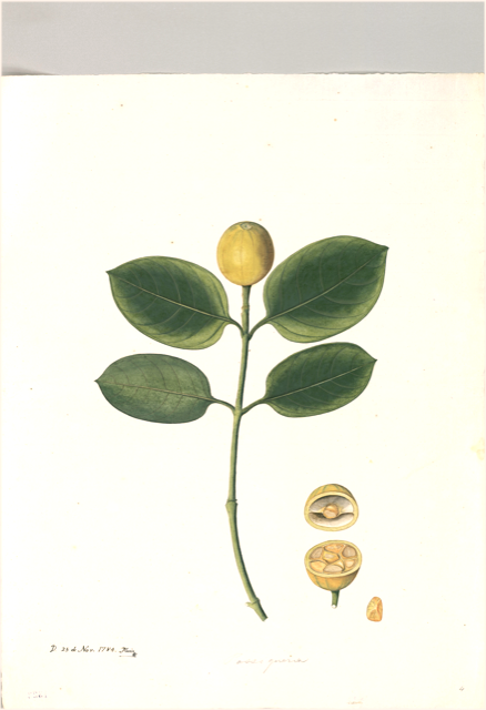 Ilustración botánica de Spondias mombin