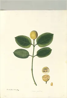 Ilustración botánica de Jobo