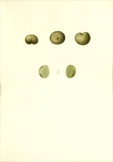 Ilustración botánica de Jocote