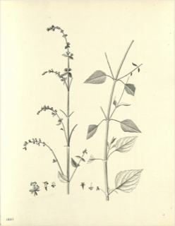Verbena cimarrona