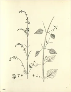 Ilustración botánica de Verbena cimarrona