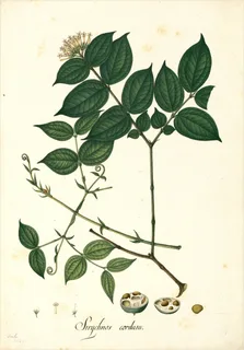 Ilustración botánica de Curare