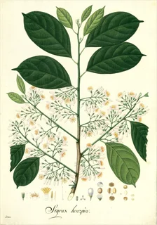 Ilustración botánica de Styrax ovatus