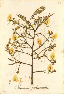 Ilustración botánica de Cumaceba