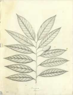 Ilustración botánica de Caoba de hoja ancha