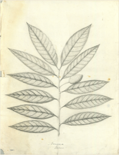 Caoba