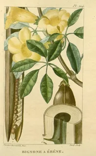 Ilustración botánica de Lapacho