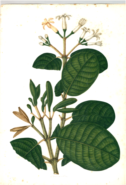 Ilustración botánica de Tabernaemontana sananho