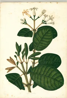 Ilustración botánica de Sanango