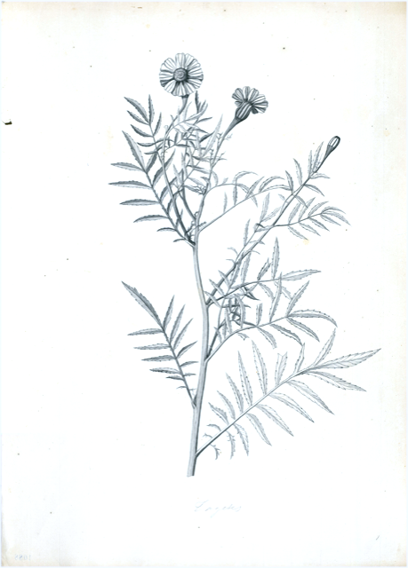 Ilustración botánica de Tagetes multiflora