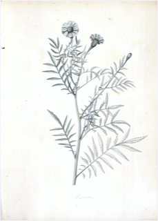 Ilustración botánica de Tagetes multiflora