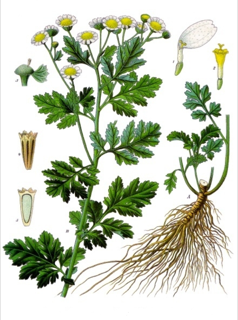 Ilustración de Santa María