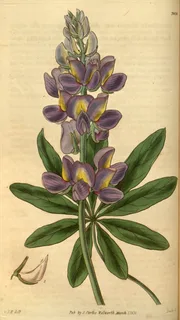 Ilustración botánica de Tarwi