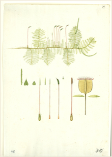 Ilustración de Ahuehuete
