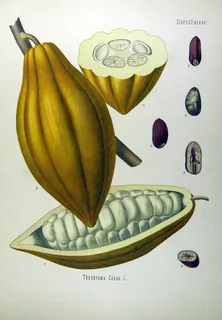 Ilustración botánica de Cacao