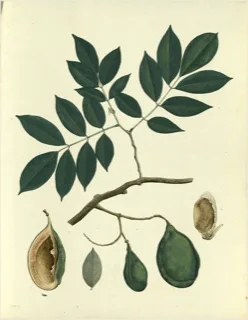 Ilustración botánica de Cupuaçu