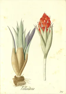 Ilustración botánica de Tillandsia latifolia