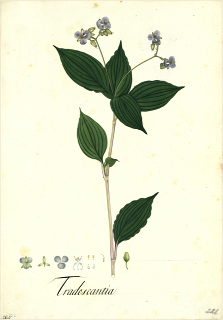 Ilustración botánica de Tradescantia multiflora