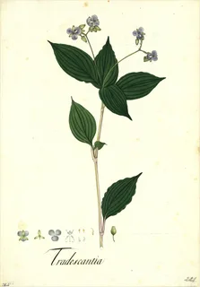 Ilustración botánica de Tradescantia multiflora