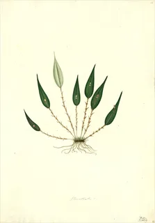 Ilustración botánica de Tradescantia zanonia