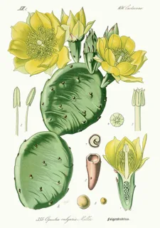 Ilustración botánica de Tuna