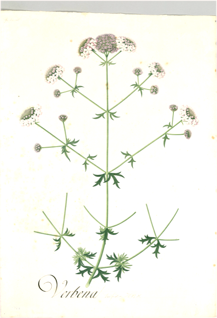 Ilustración botánica de Valeriana interrupta