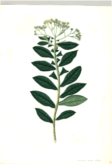 Verbena áspera