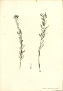Verbena