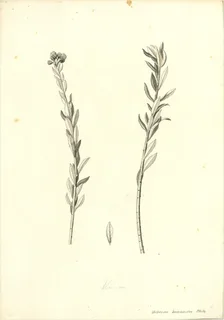 Ilustración botánica de Verbena litoralis