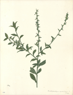 Verbena