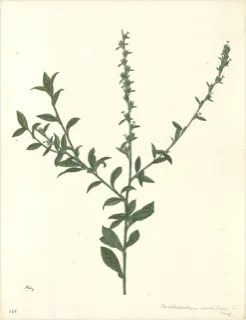 Ilustración botánica de Verbena