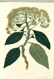 Ilustración botánica de Capitaneja