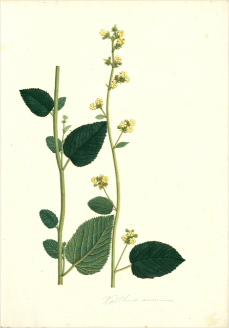 Ilustración botánica de Waltheria indica